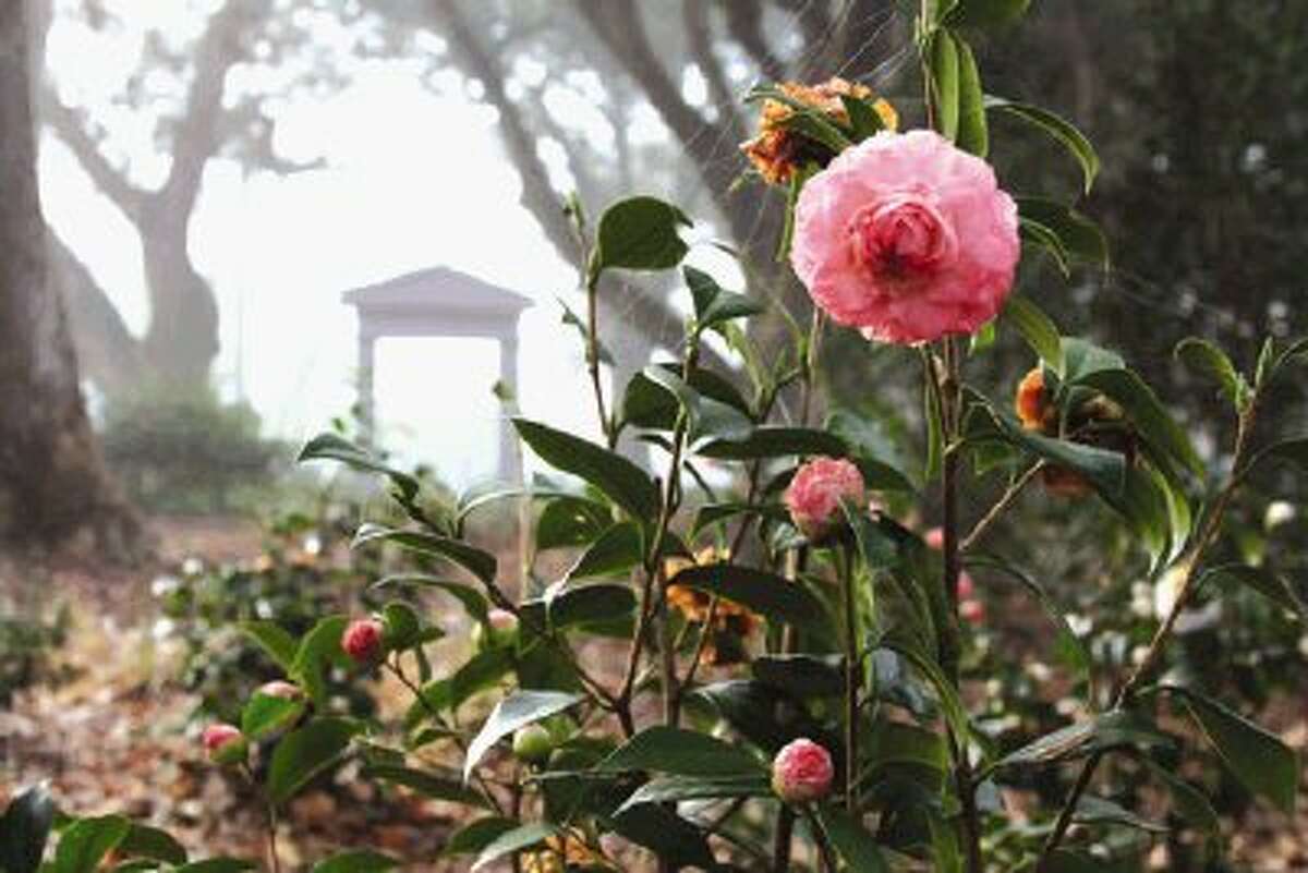 The Coushatta Camellia annual garden tour is this Saturday 10 a.m. until 4 p.m. at home throughout the area.