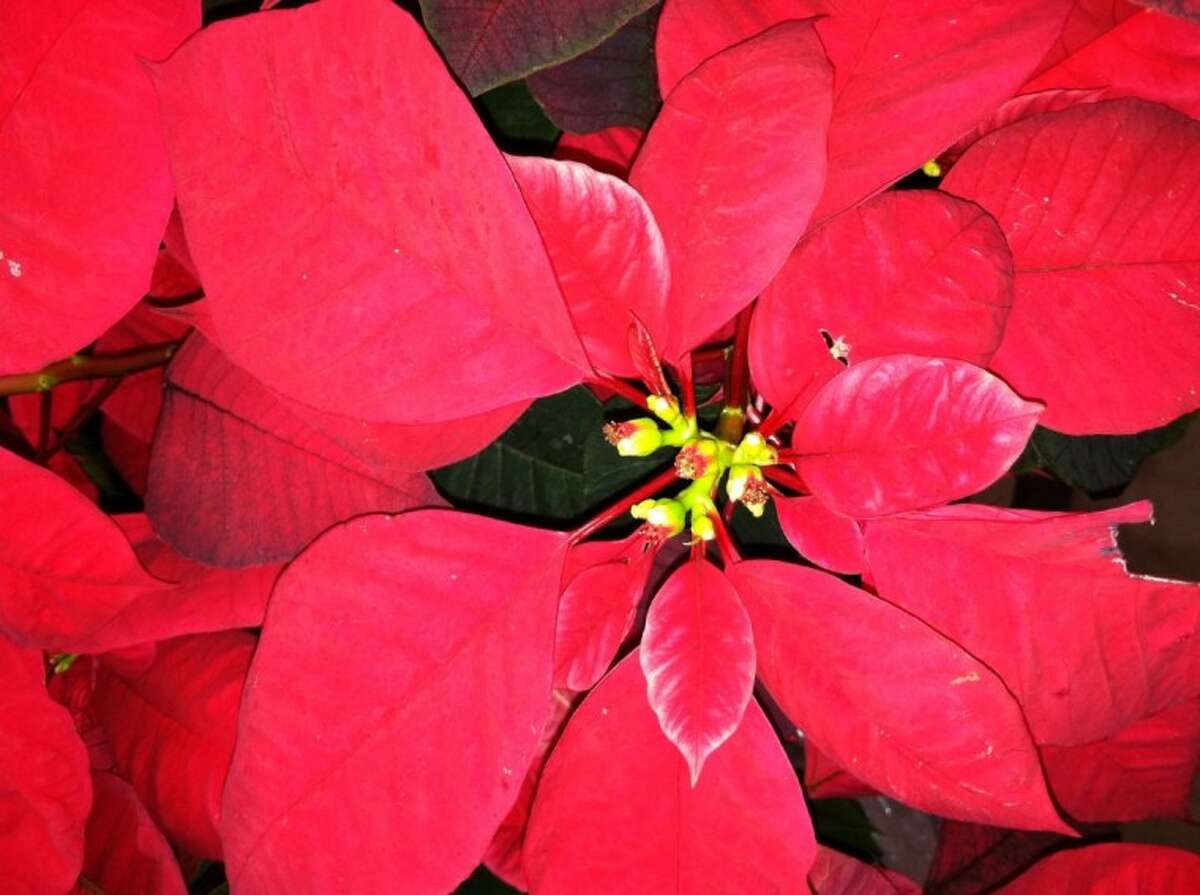 Extending the season on those Christmas plants