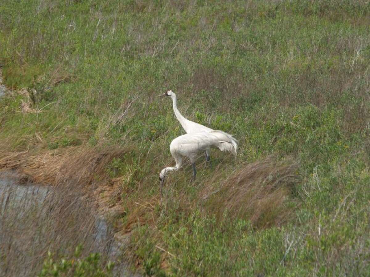 These whooping cranes are an unforgettable sight, but to see them you need to get down there fairly soon.