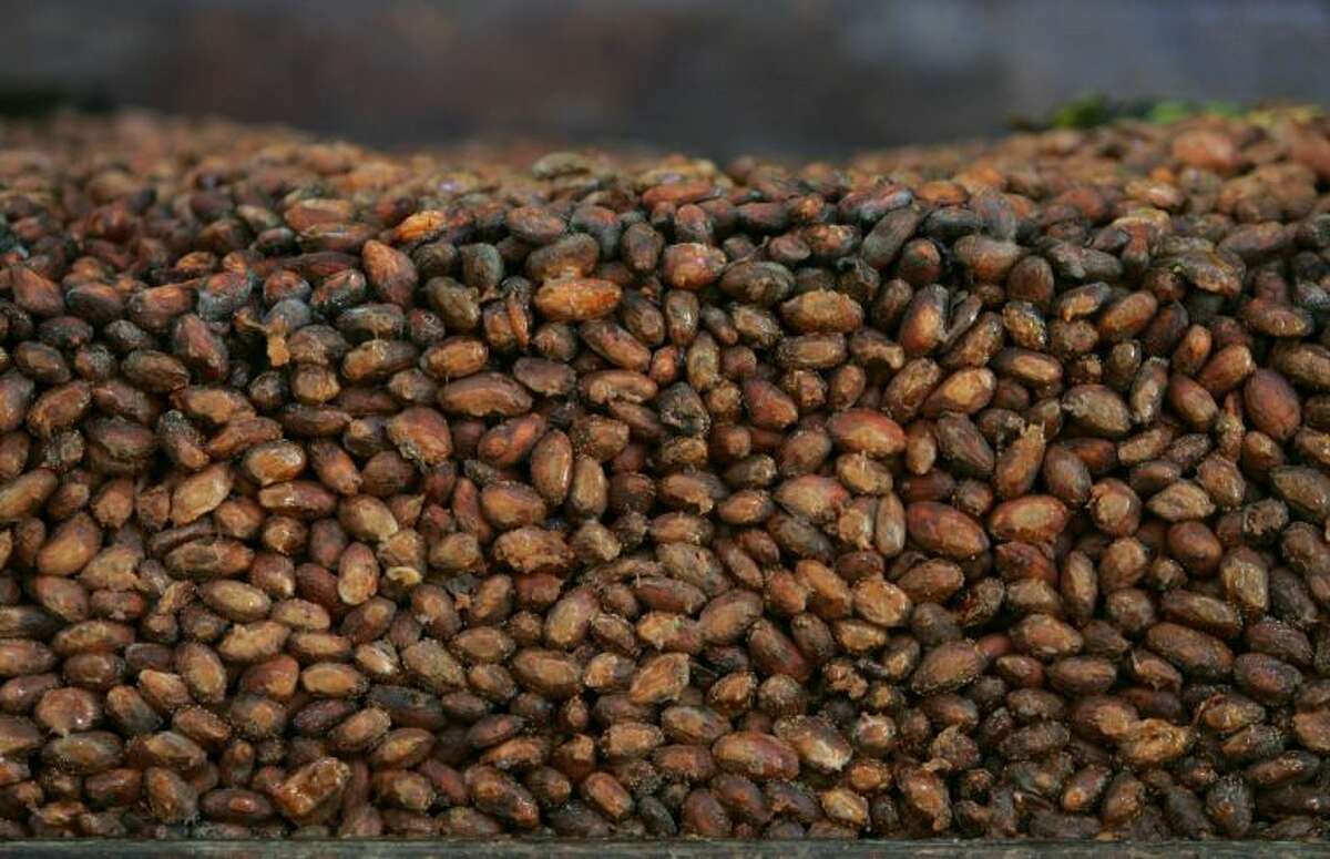 This file photo shows organic cocoa beans in storage at a factory in Ocumare de la Costa, 100 kilometers (60 miles) west of Caracas, Venezuela. A large-scale study is being launched in 2014 to see if pills containing the nutrients in dark chocolate can help prevent heart attacks and strokes. It is sponsored by the National Heart, Lung and Blood Institute and Mars Inc., maker of M&M’s and Snickers bars. The candy company has patented a way to extract flavanols from cocoa in high concentration and put them in capsules.