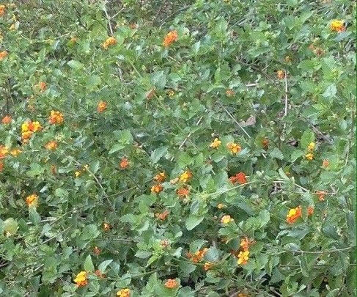 Lantana an easytogrow, colorful choice for your garden