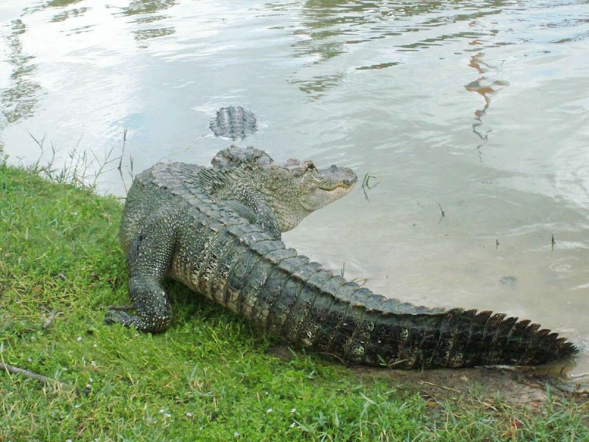 The tail of an alligator is solid muscle and can easily knock a full grown person off of their feet and even break a leg.