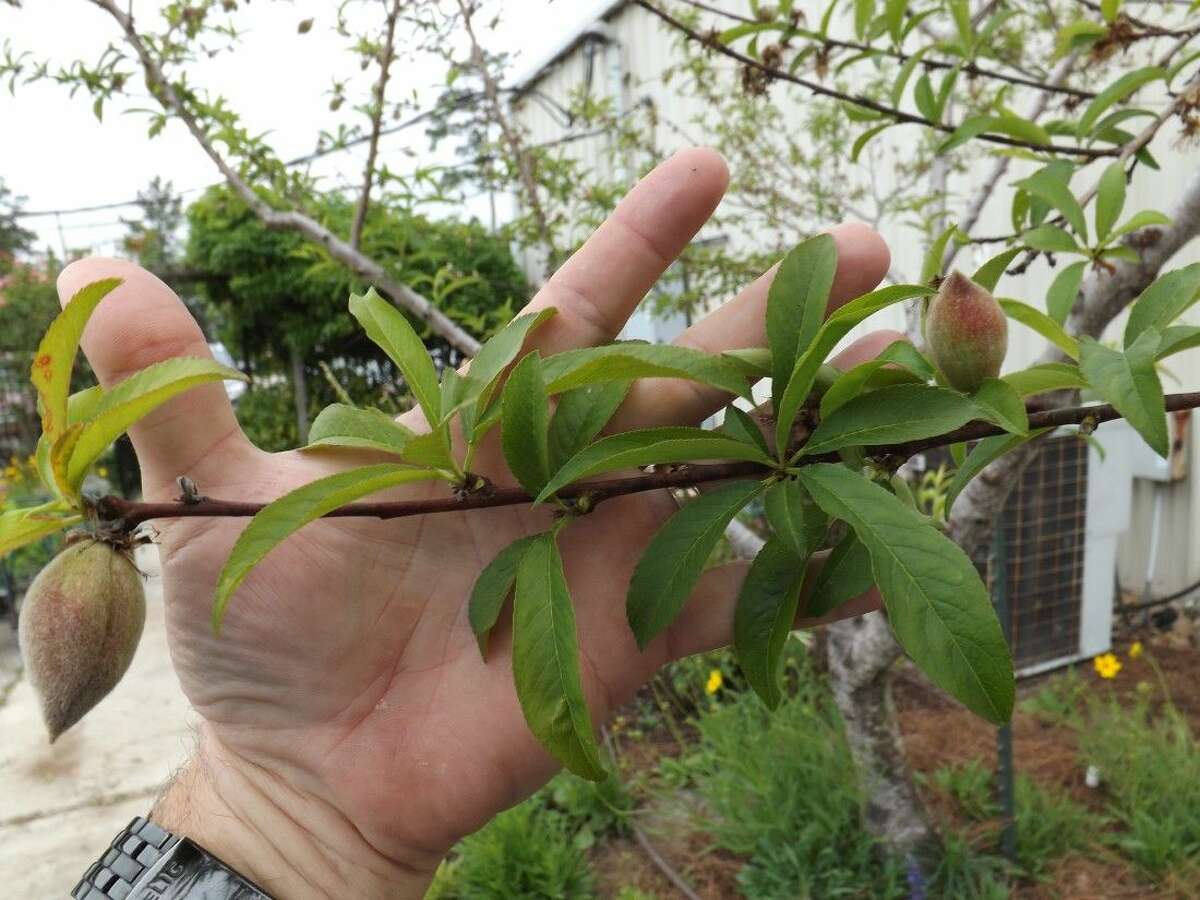 Potter Time to put your stone fruit trees on a diet!