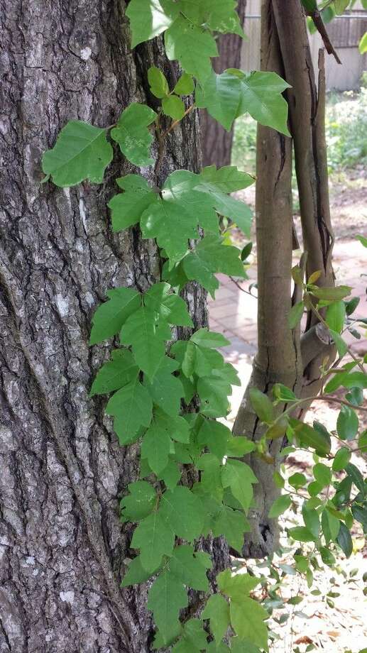 Potter Handling poison ivy around your home The Courier