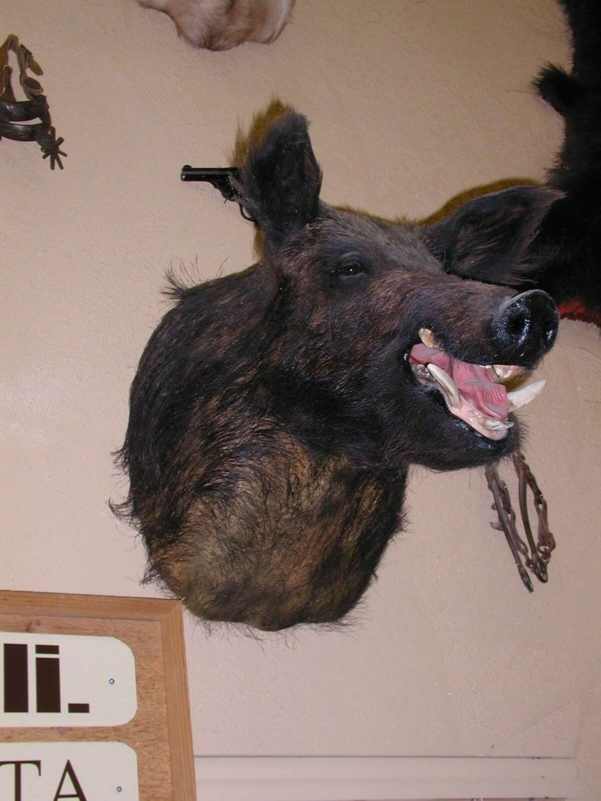 Photo by Larry J. LeBlancThis feral hog boar is hanging on the wall, but you can see it would be nothing to play with in the wild.