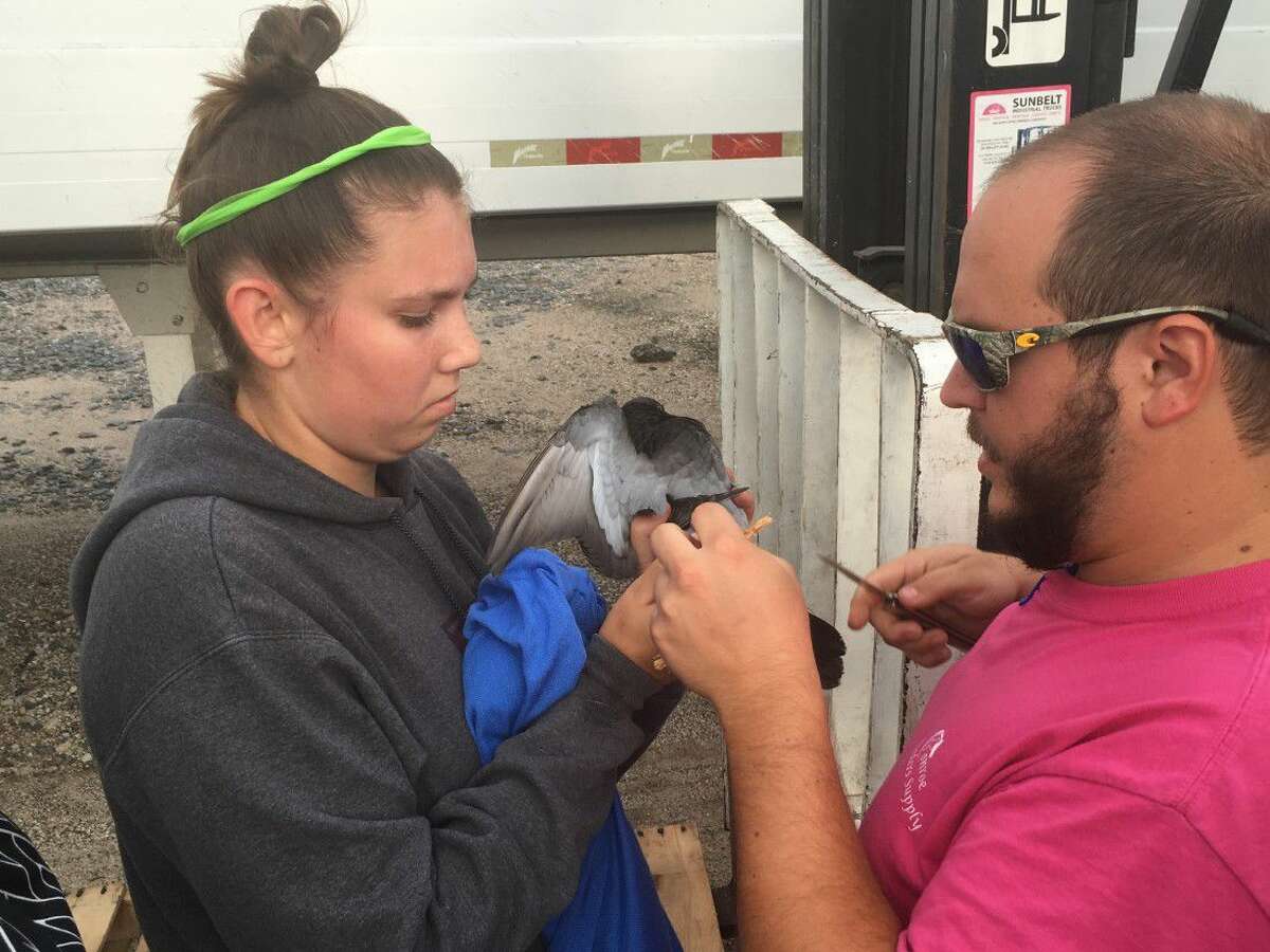 Conroe Feeder’s Supply rescues entangled bird