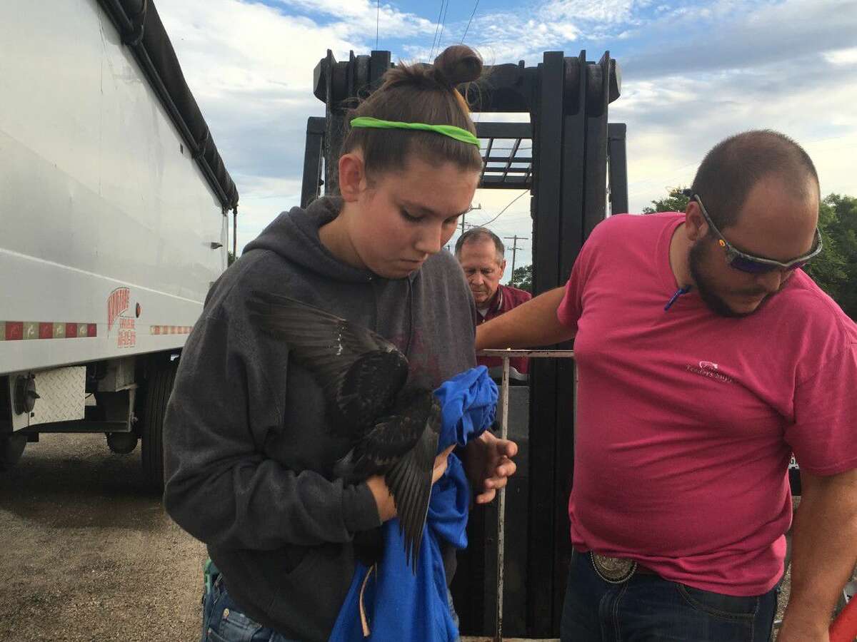 Conroe Feeder’s Supply rescues entangled bird