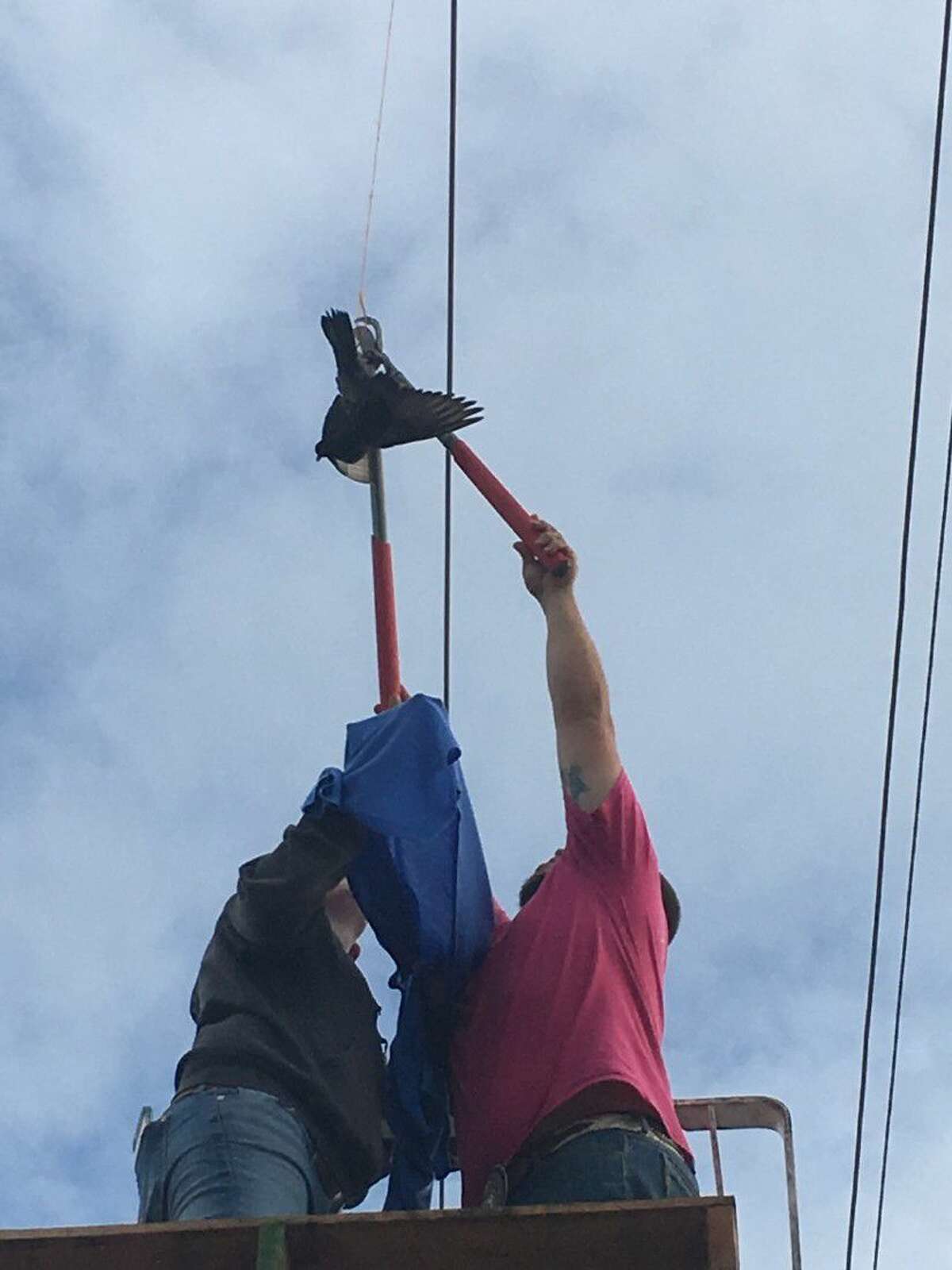 Conroe Feeder’s Supply rescues entangled bird