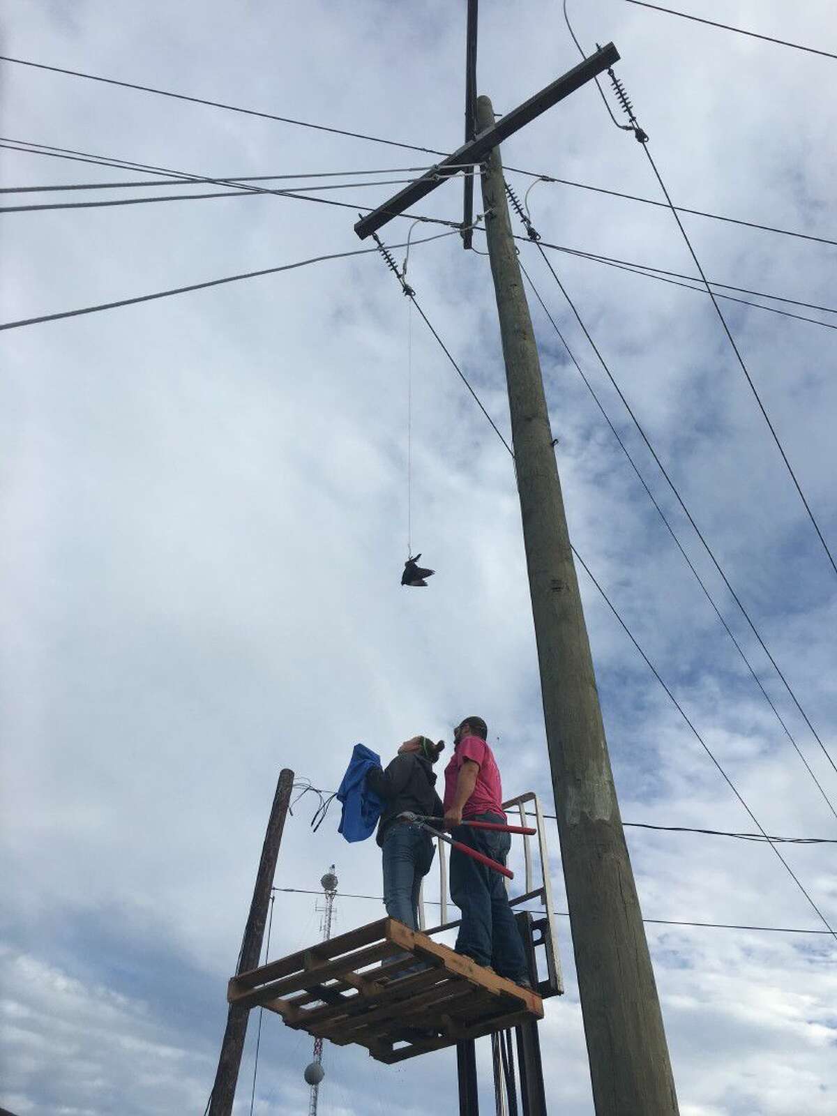Conroe Feeder’s Supply rescues entangled bird