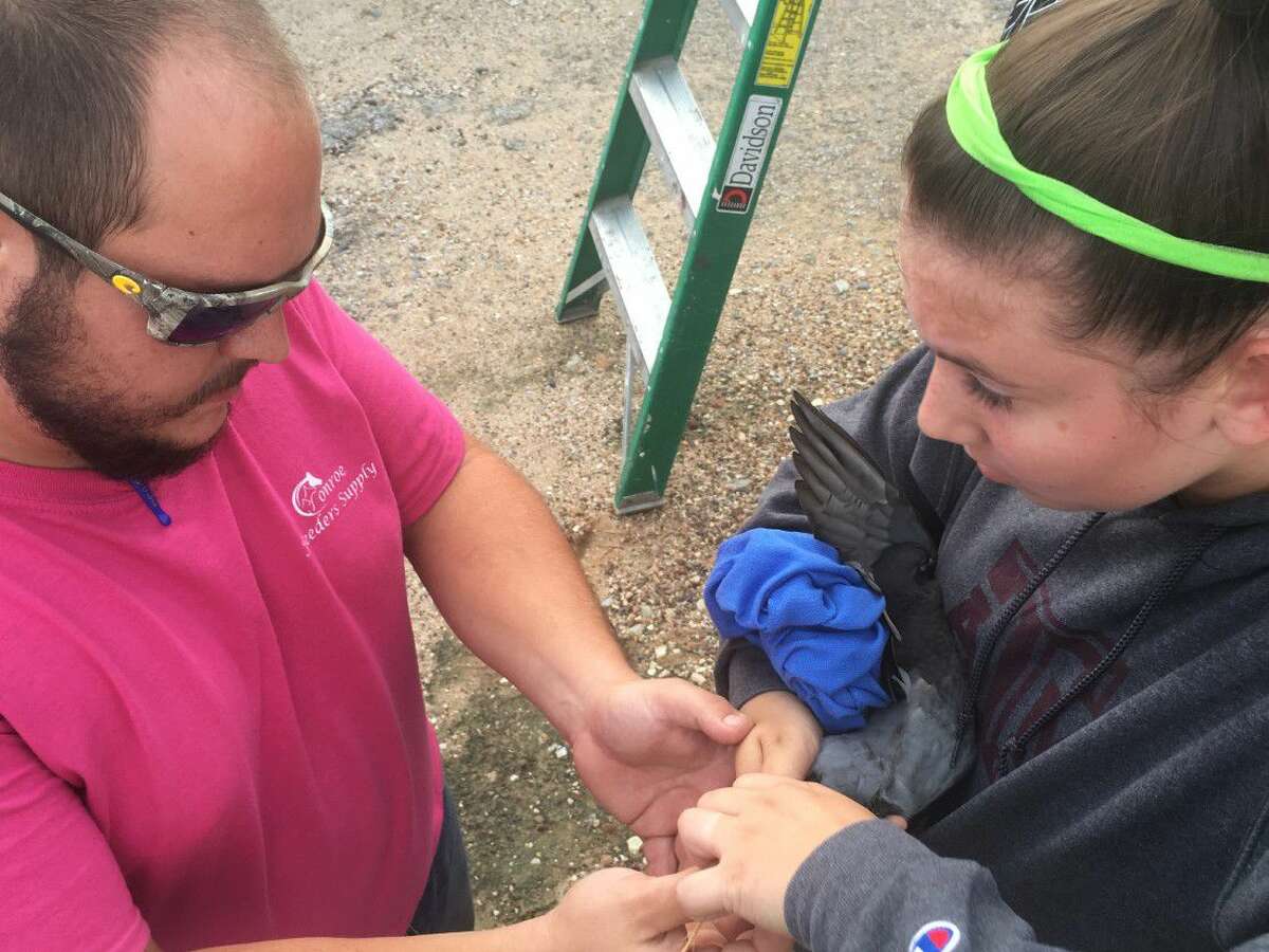 Conroe Feeder’s Supply rescues entangled bird