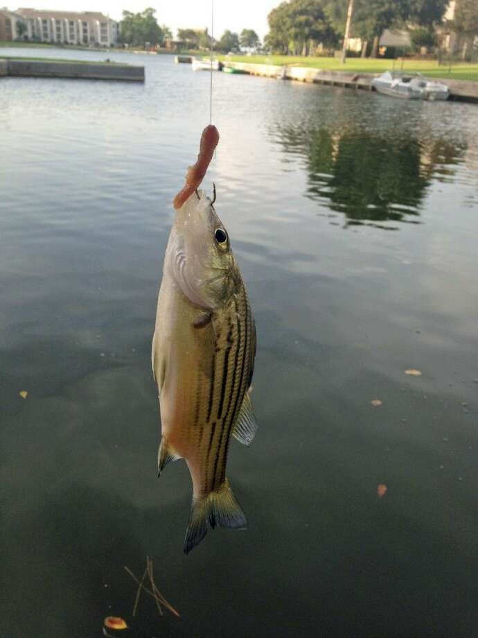 LeBlanc How to identify white bass The Courier