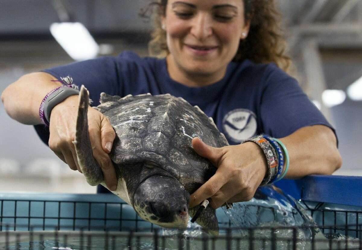 Texas Biologists Warm Chilled Sea Turtles