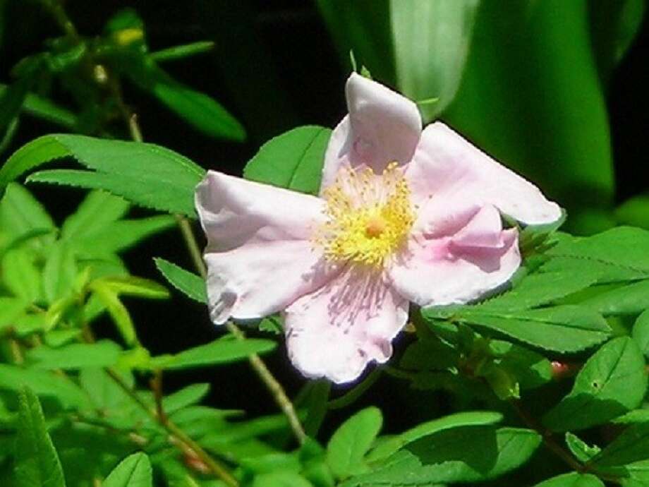 Unlike other roses, swamp roses like wet feet The Courier