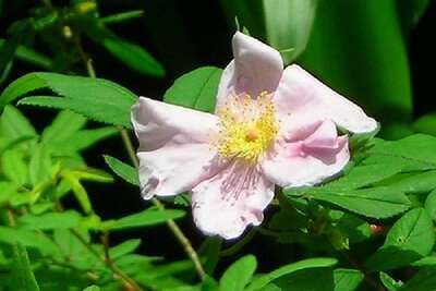 Unlike Other Roses Swamp Roses Like Wet Feet