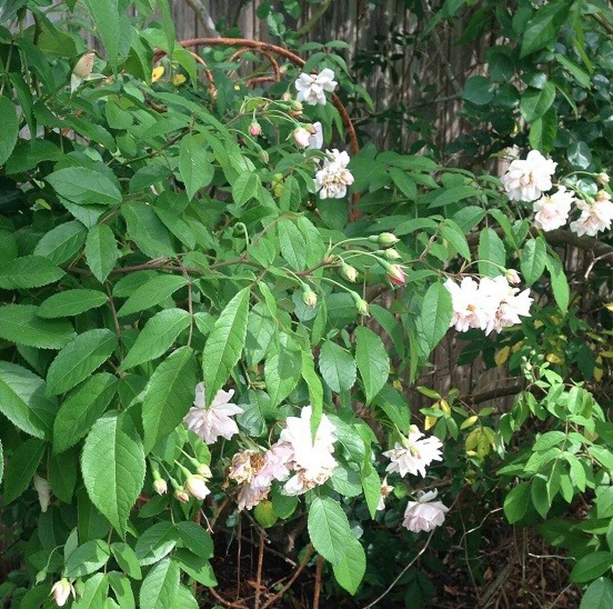 Unlike other roses, swamp roses like wet feet