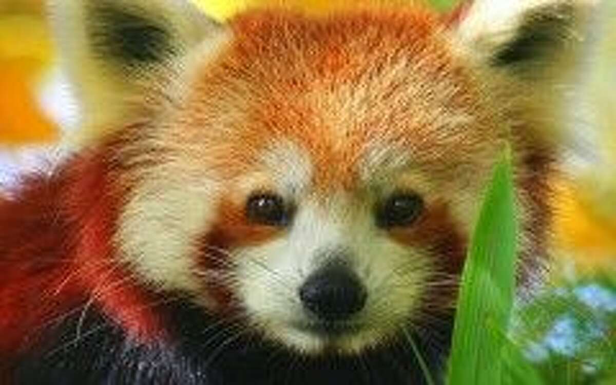 Baby Red Pandas At Philly Zoo Named Betsy And Ben Of Course