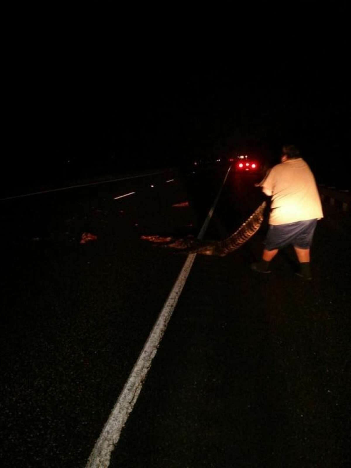 An alligator, estimated to have been around 12 feet long, is removed from US 59 south of Cleveland at the San Jacinto River Bridge. A Toyota Tundra driven by Michael Groh of Splendora struck and killed the alligator Wednesday night, Oct. 30. Groh pulled the reptile from the road to prevent problems for other motorists.