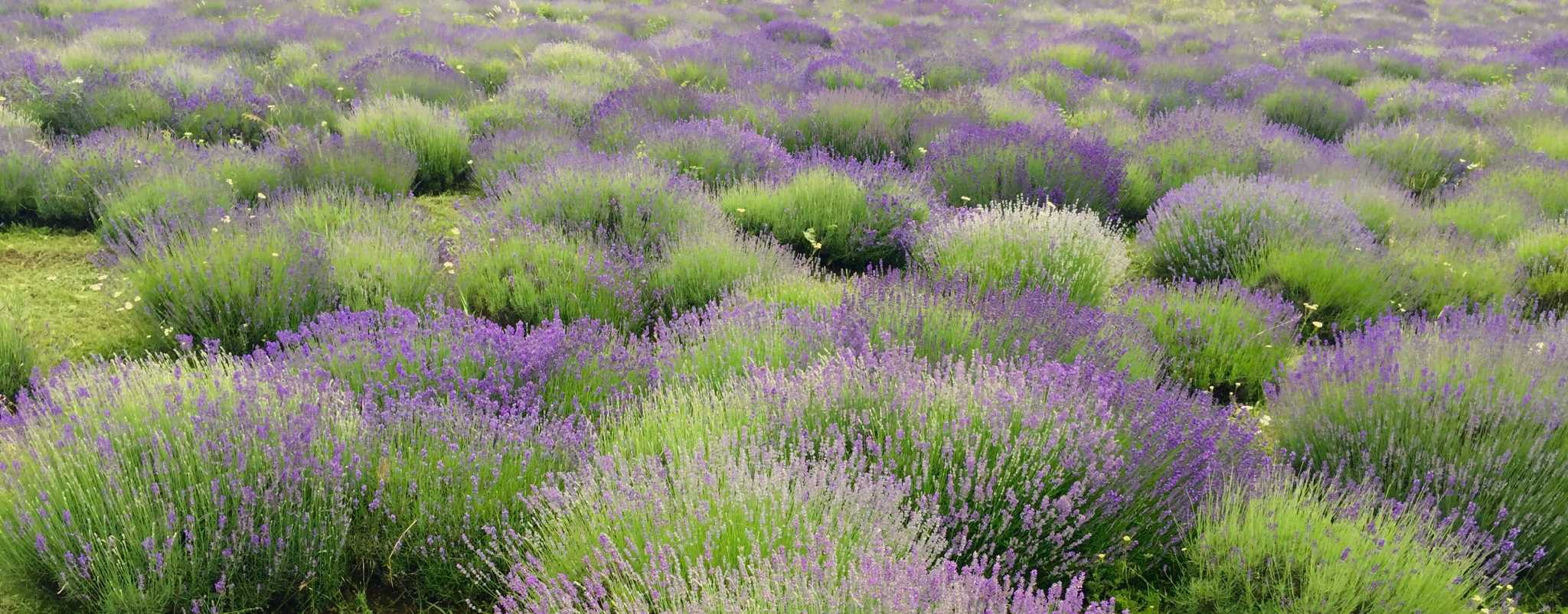 now-s-the-time-to-trim-that-lovely-lavender