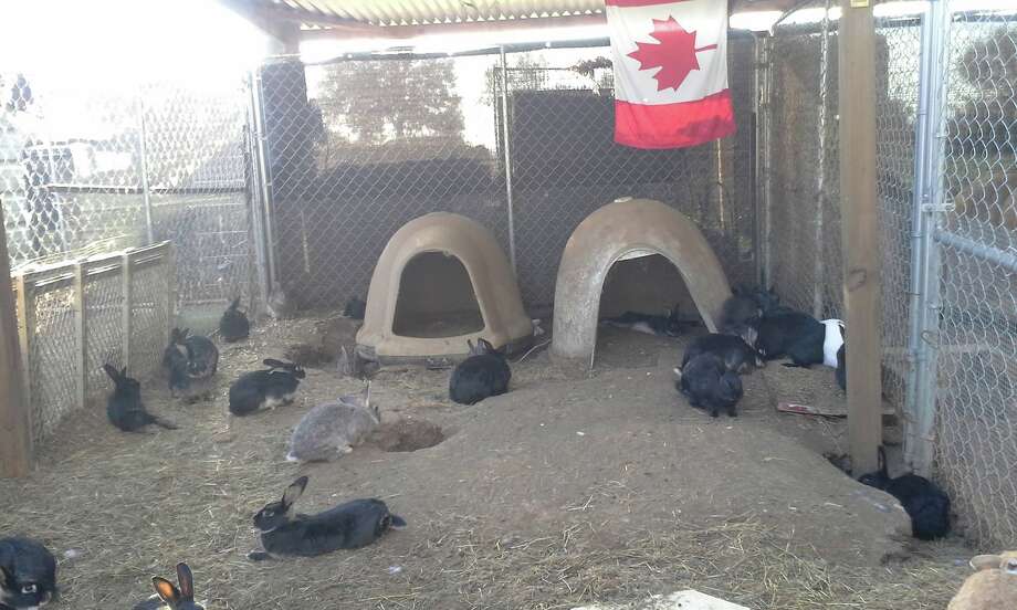 Hundreds of 'rescue rabbits' airlifted from Canada to Texas in