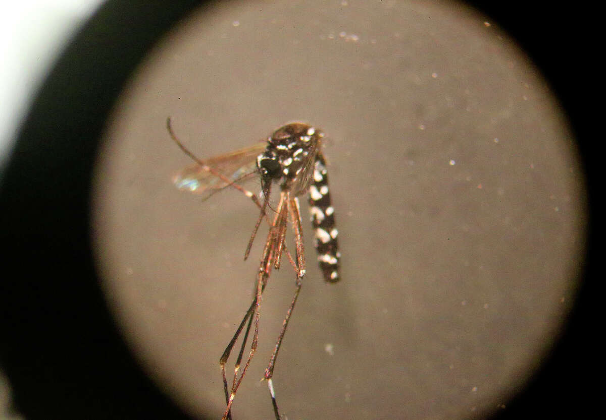 This is one of the Aedes albopictus mosquitos seen through a microscope that Texas A&M-San Antonio associate professor of biology Megan Wise de Valdez trapped Tuesday July 19, 2016 near the former Safe Tire Disposal Corp. on San Antonio's South Side. A potential breeding ground for mosquitos, areas around the dump are being checked for the types of mosquito that can spread disease like the Zika virus. ***NOTE: The "A" in "Aedes" must be capitalized, the "a" in "albopictus" must be ower case. ***