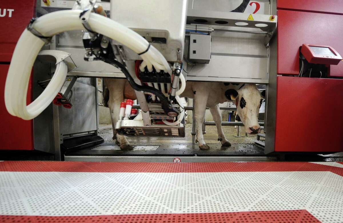 A cow is milked by a robotic milking system in Brehan, France. With artificial intelligence accelerating, the future is massive unemployment, combined with unskilled workers, and the elimination of millions of jobs in the manufacturing, agricultural and service sectors.