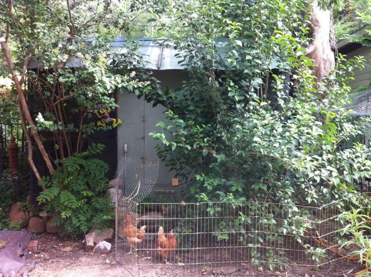 A backyard chicken coop attached to an aviary.