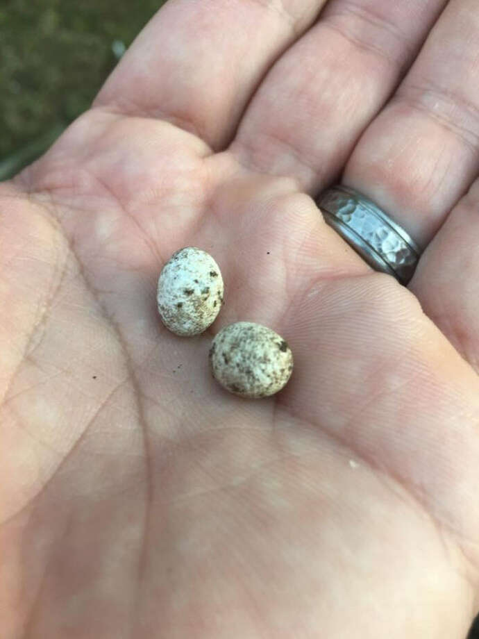 Video Houston man finds lizard eggs, one hatches inside of his hands