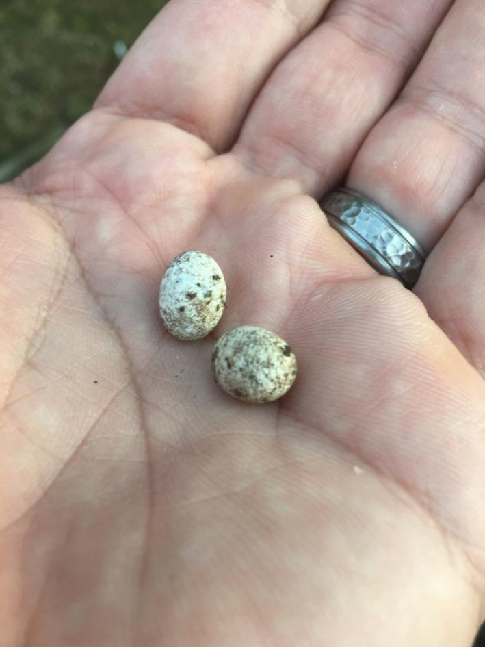 Video Houston man finds lizard eggs, one hatches inside of his hands