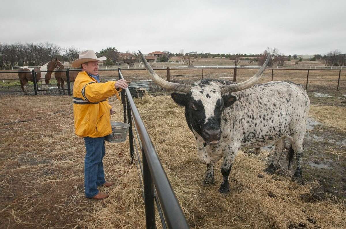 Eddie Deen, owner of Eddie Deen & Company Catering, feeds George Dubya, a Texas longhorn steer, Friday at his home in Terrell. Deen will provide the barbecue for Texas Gov.-elect Greg Abbott’s inaugural barbecue.