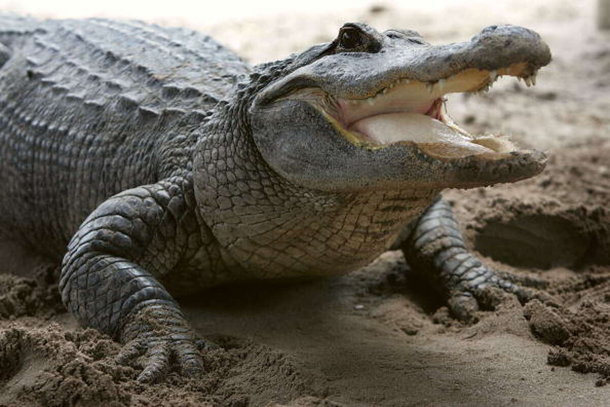 Massive 7 Foot Alligator Named Katfish Discovered In Bathtub During An Eviction