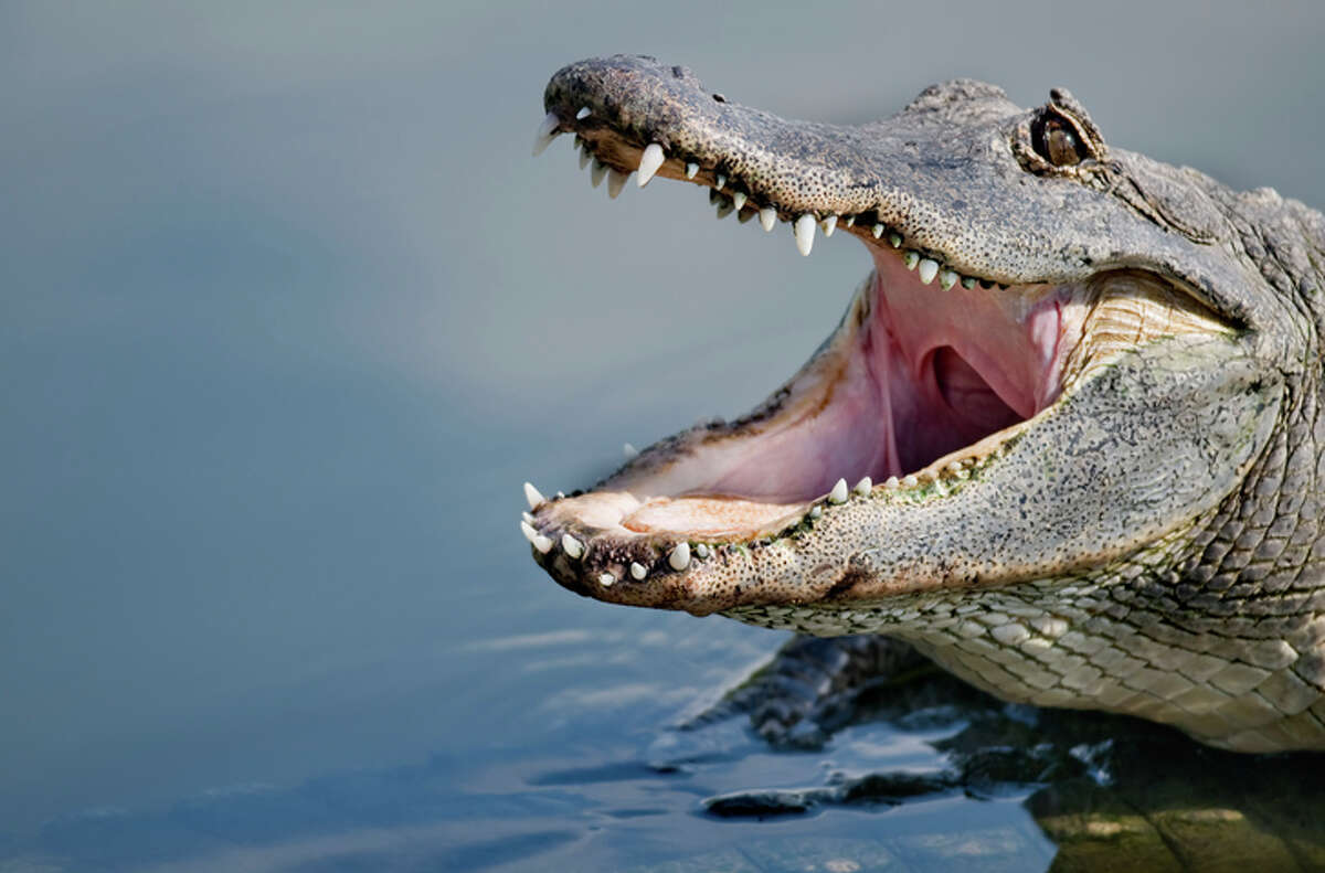 Alligator season kicks off in Harris County