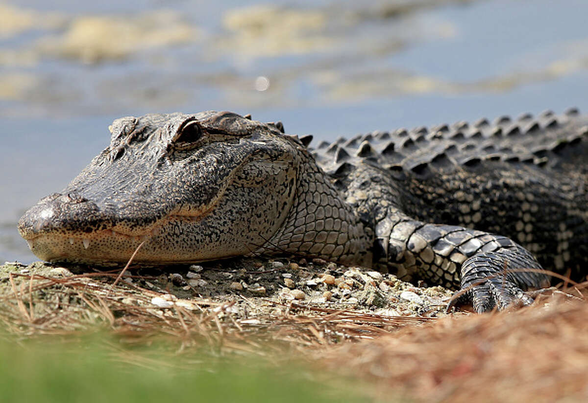 Alligator season kicks off in Harris County