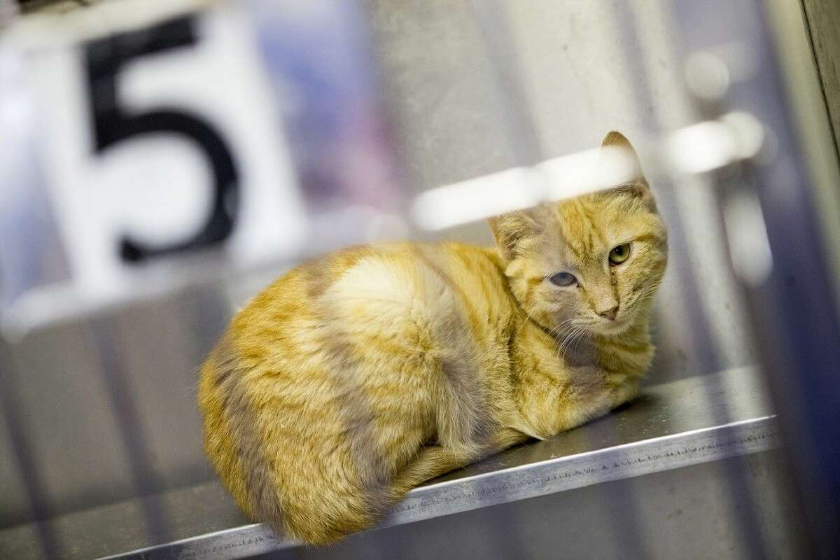 Humble Animal Shelter works to improve the lives of its residents