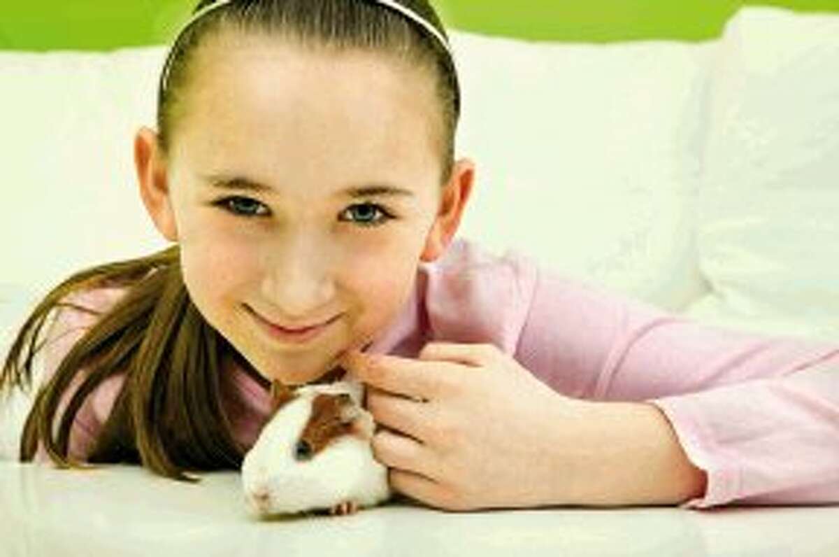 Guinea Pigs are friendly and playful animals and they can make for a wonderful addition to your family.