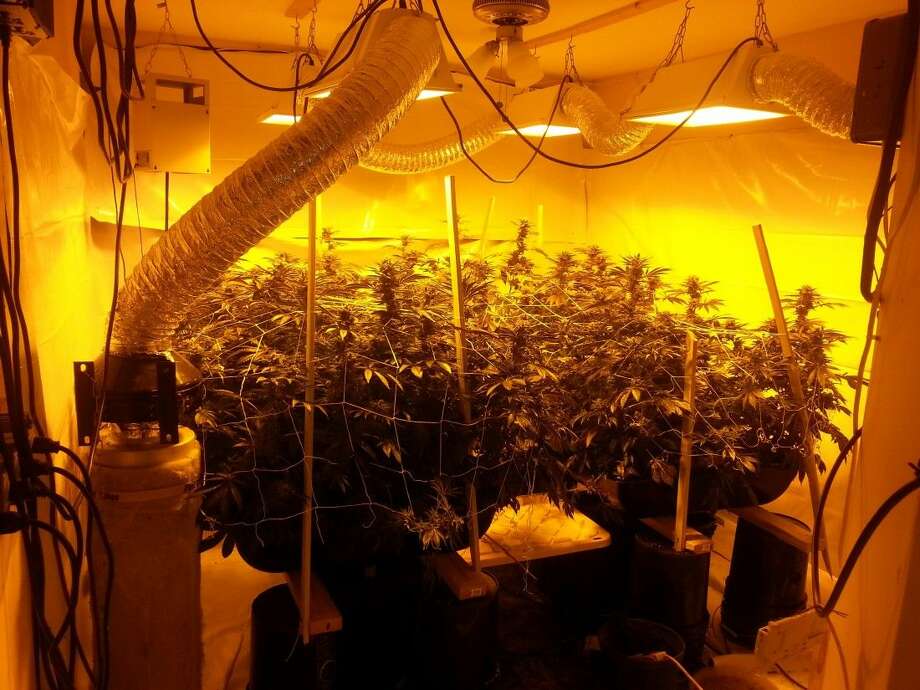 Two marijuana grow house operations busted Houston Chronicle