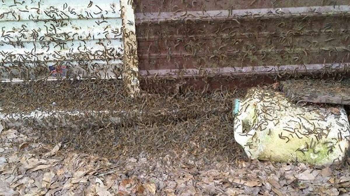 Sarah Tuttle-Chun of Cleveland shared a photo of the tent caterpillars at her home. The worms are creating a nuisance for many residents of Southeast Texas at the moment as they emerge from their nests.