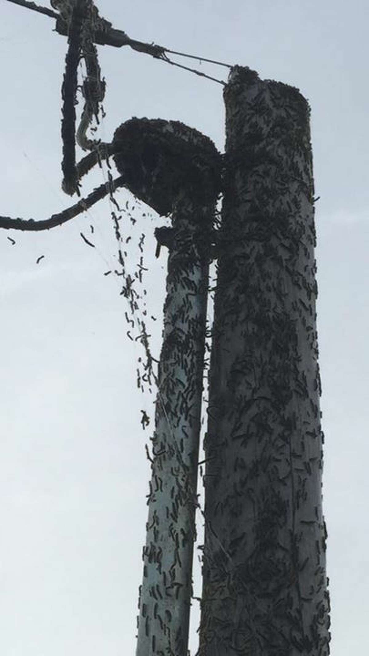 Brook Haynes Murray shared this photo of utility lines that are covered with millions of tent caterpillars.