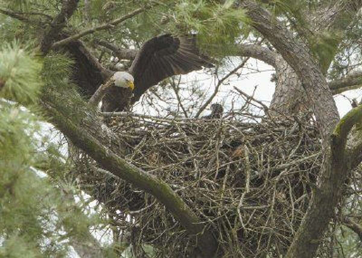 A bald eagle flies into its nest Thursday, April 9, 2015, where it recently-hatched chick awaits. The nest is located near the construction site of a Hughes Landing development off the 1900 block of Lake Front Circle in The Woodlands.
