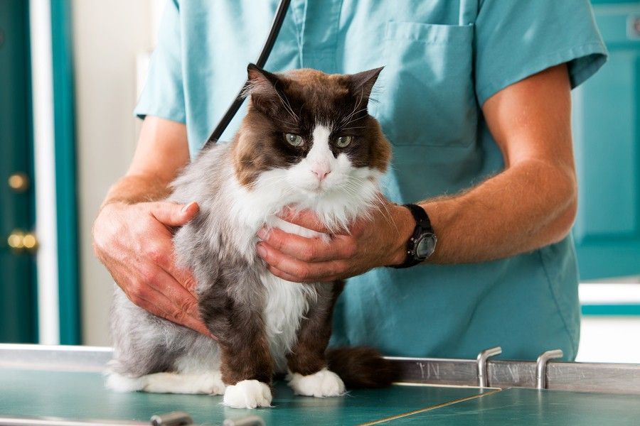 pet-talk-breast-cancer-in-cats