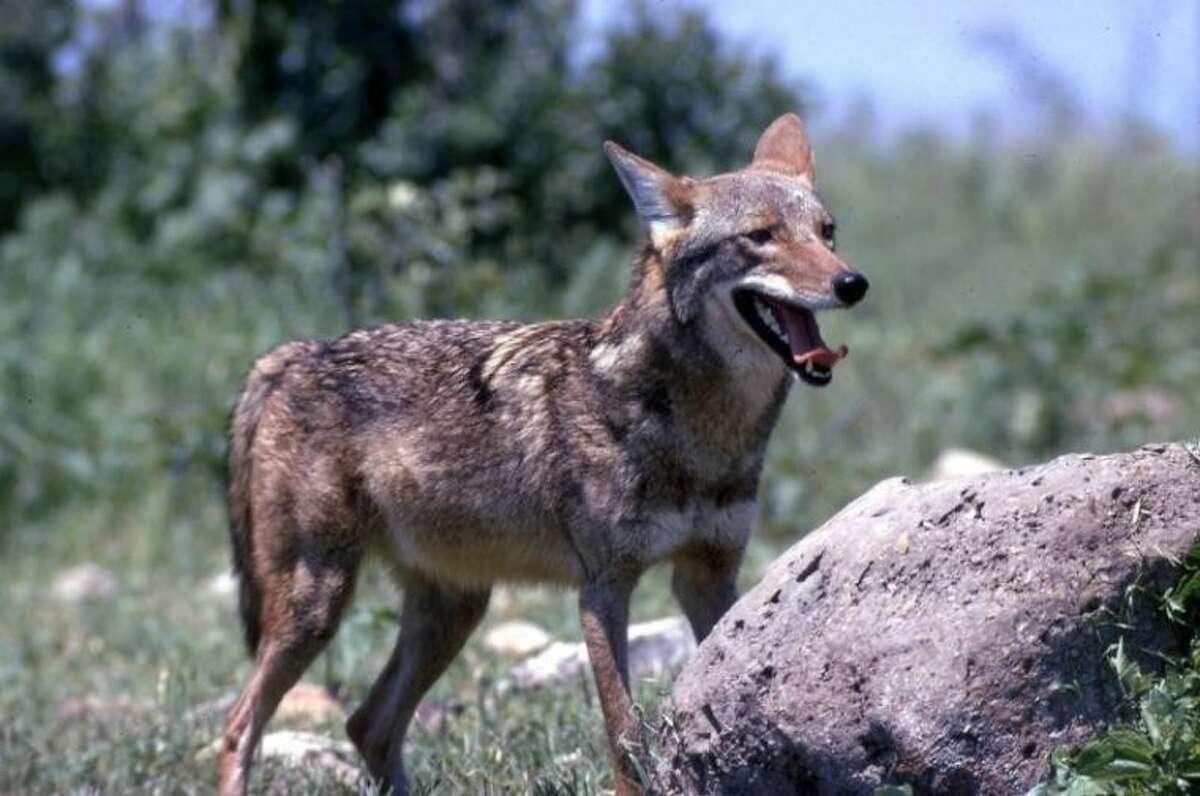 Residents have reported seeing coyotes, like this one, in the Royal Oaks Country Club area. Keep clicking to see 18 facts about coyotes.