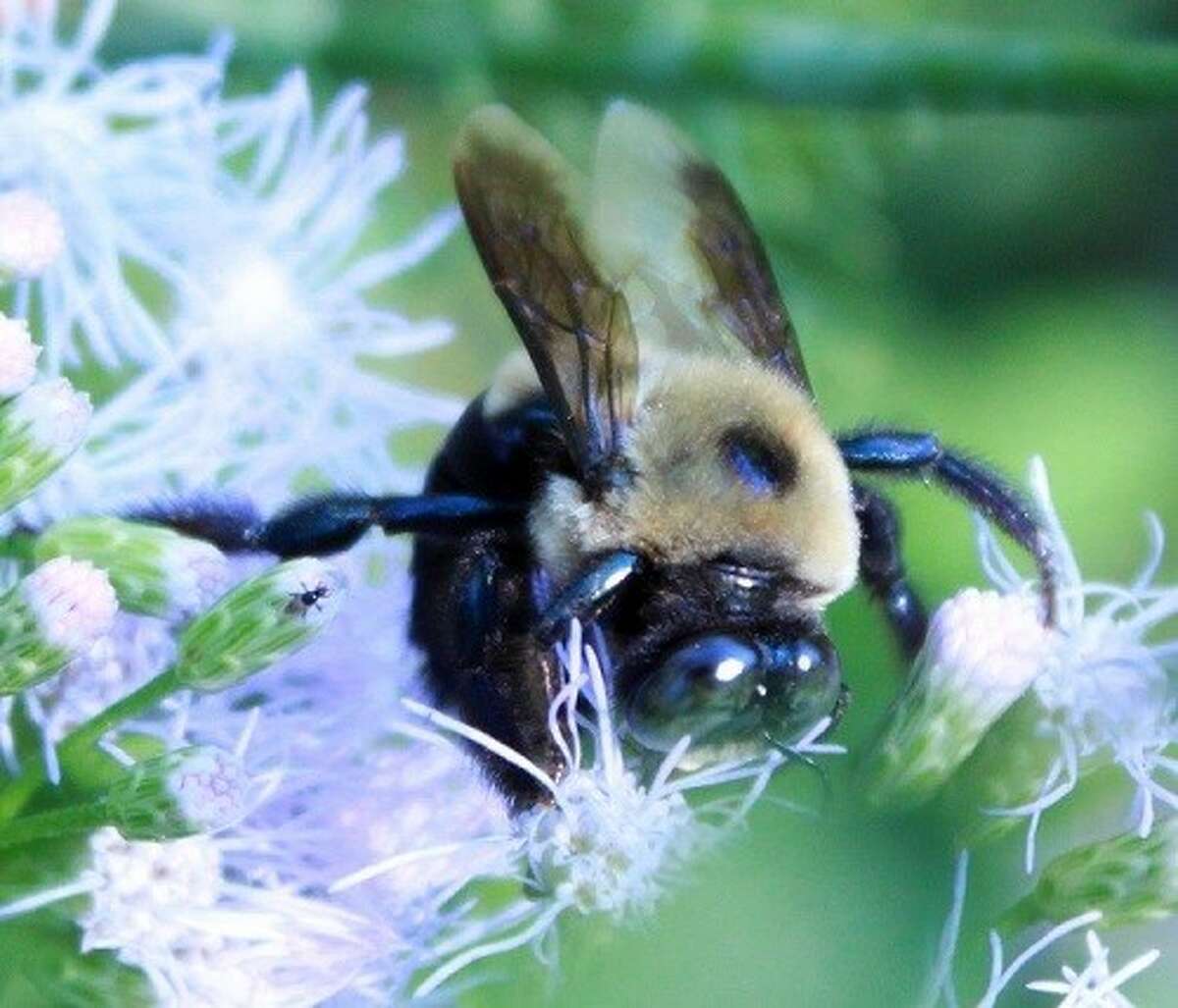 Native bees abound in Texas gardens