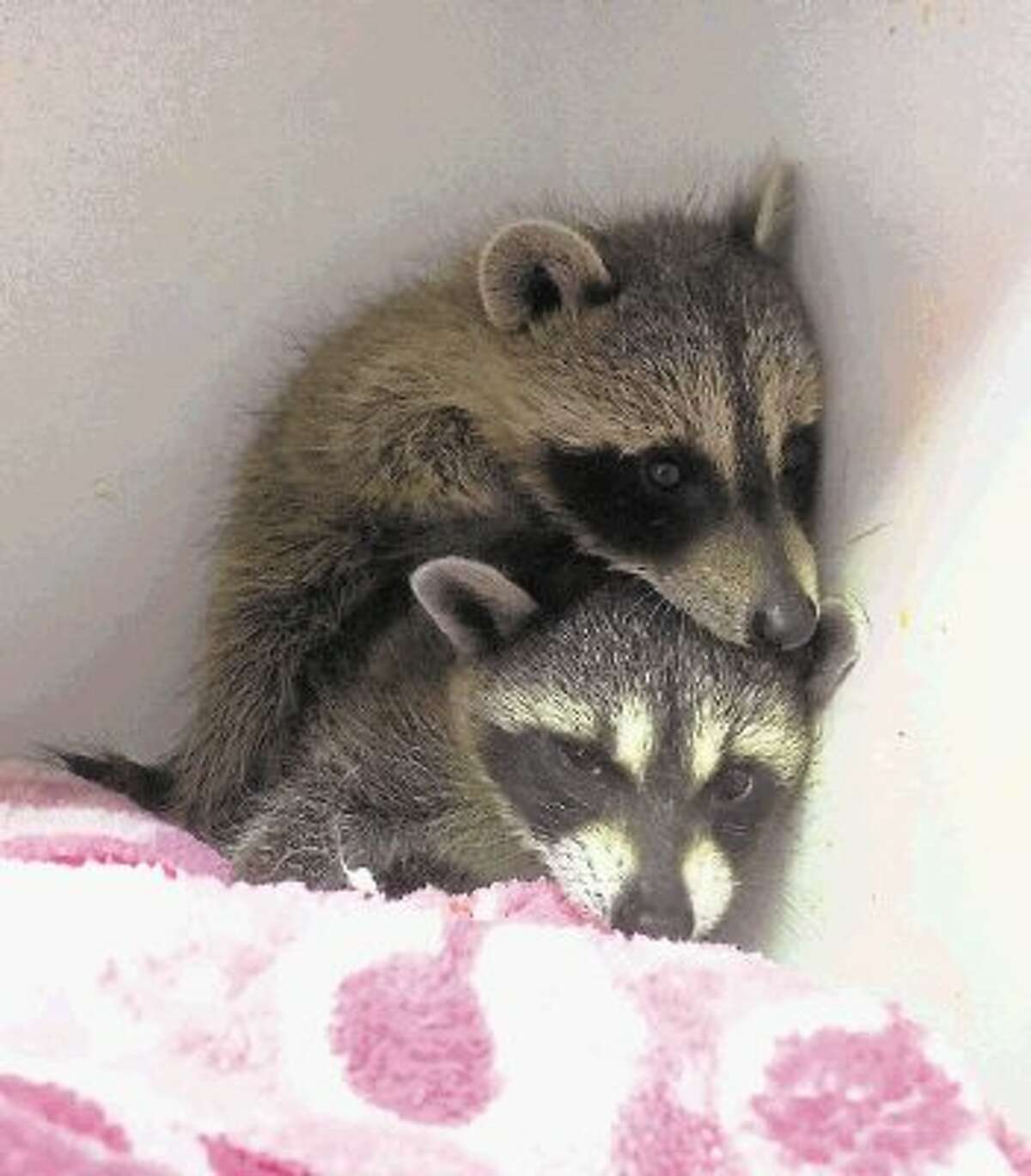 Nonprofit battles rise in displaced wildlife babies after