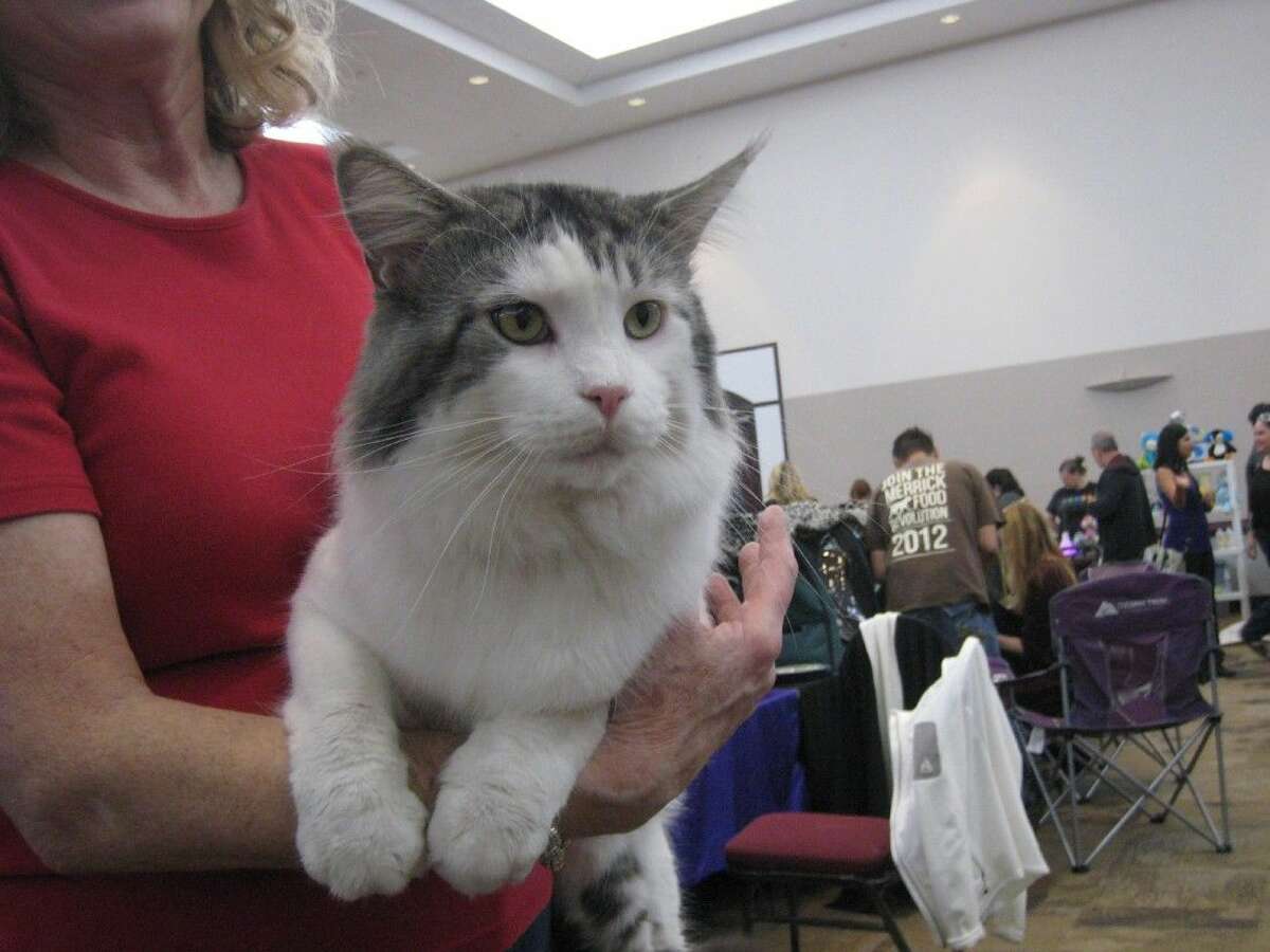 Miguel, a Maine Coon, prepares for judging at the Houston Cat Club’s 63rd annual Charity Cat Show at the Humble Civic Center Saturday, Jan. 9, 2016. Purrtigers Miguel was entered in the show. He was the ’spokescat’ this year and was ranked fifth Best Maine Coon Cat in the World during the last show season.