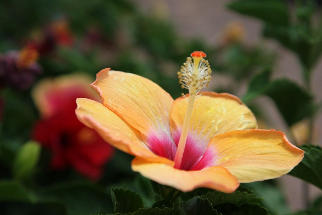 Mercer hosts Summer Color Conference and plant sale