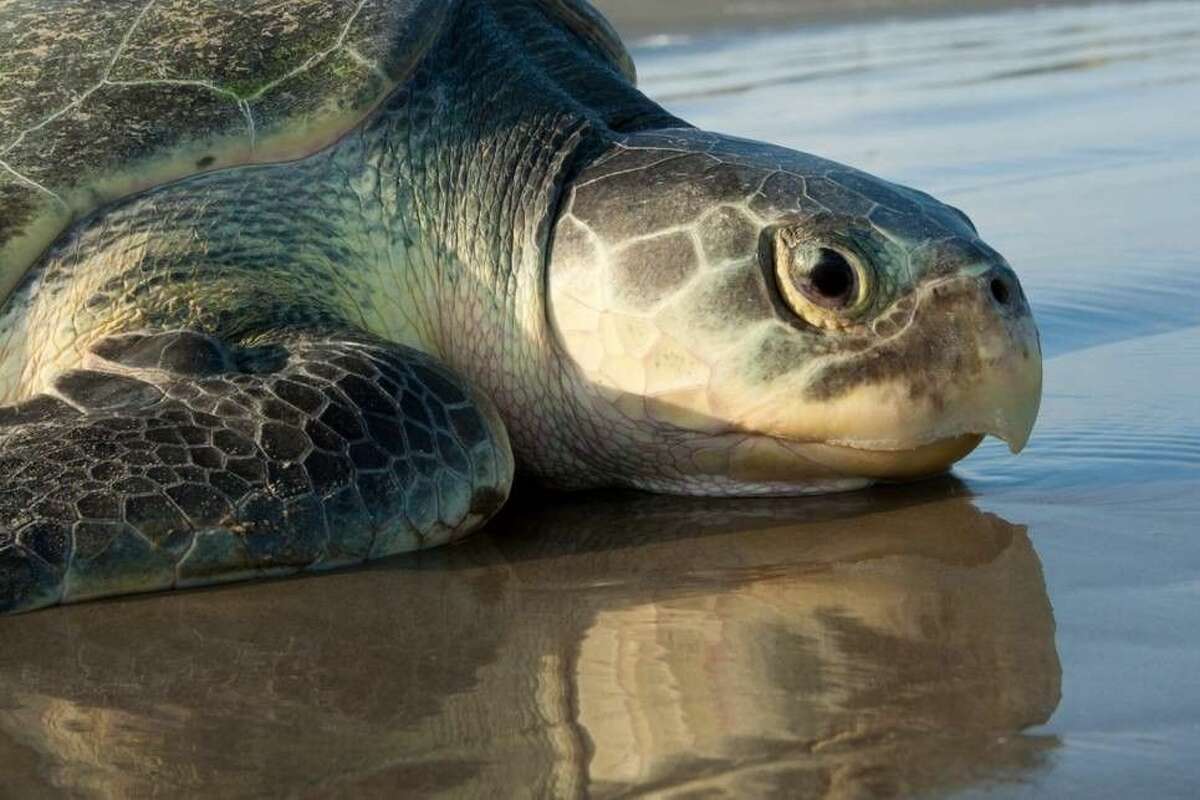 Customs and Border Protection agents working on South Padre Island National Seashore found an unresponsive Kemp Ridley sea turtle laying on a nest of eggs on Saturday, April 8, 2017. A biologist from the park took the eggs of the critically endangered species for immediate incubation. Scroll through the gallery to see 12 things to know about the sea turtles as well as pictures of an endangered turtle being released into the wild