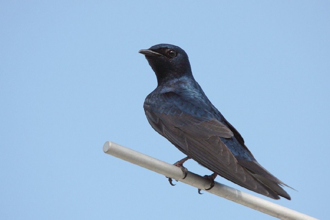 The Purple Martins Are Coming