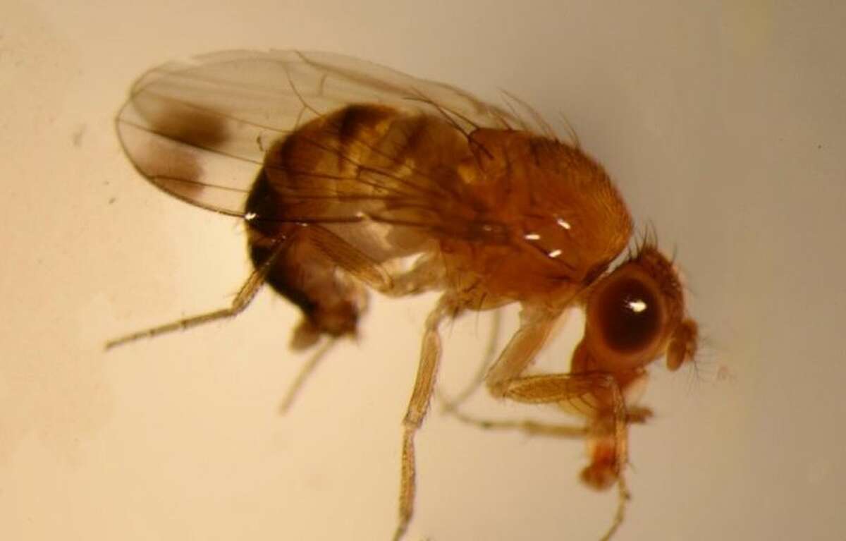 Indoor Flies and Their Control - Texas A&M Agrilife Extension Service