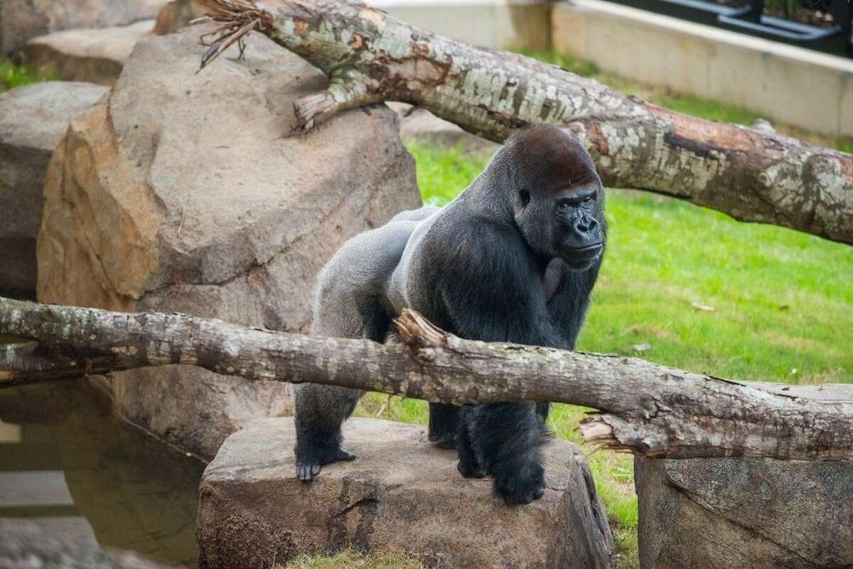 Houston Zoo offers African safari with gorilla exhibit