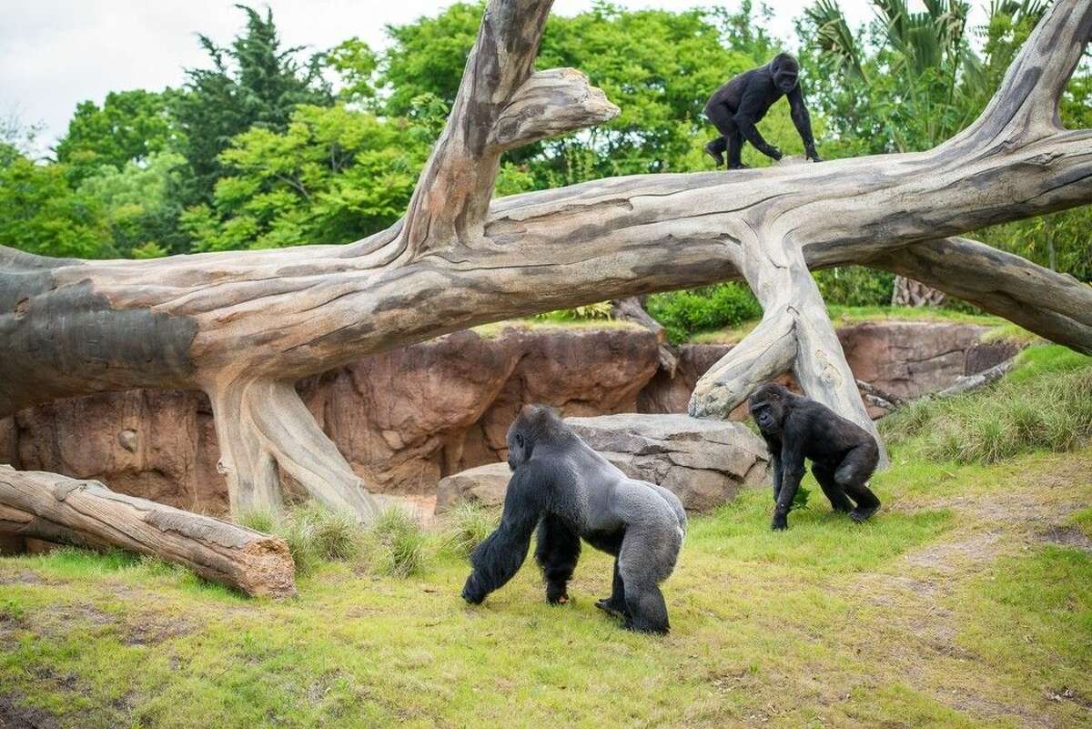 Houston Zoo offers African safari with gorilla exhibit