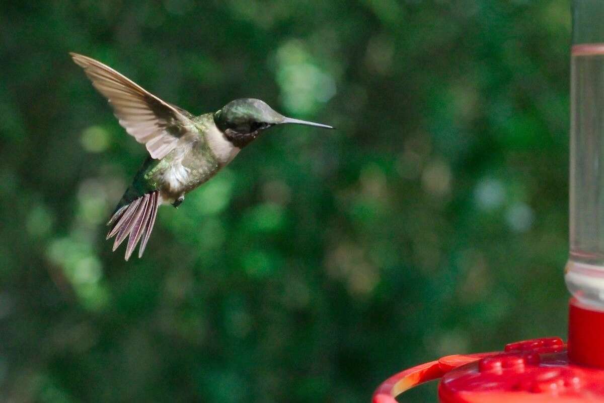 A hummingbird approaches a feeder in League City.
